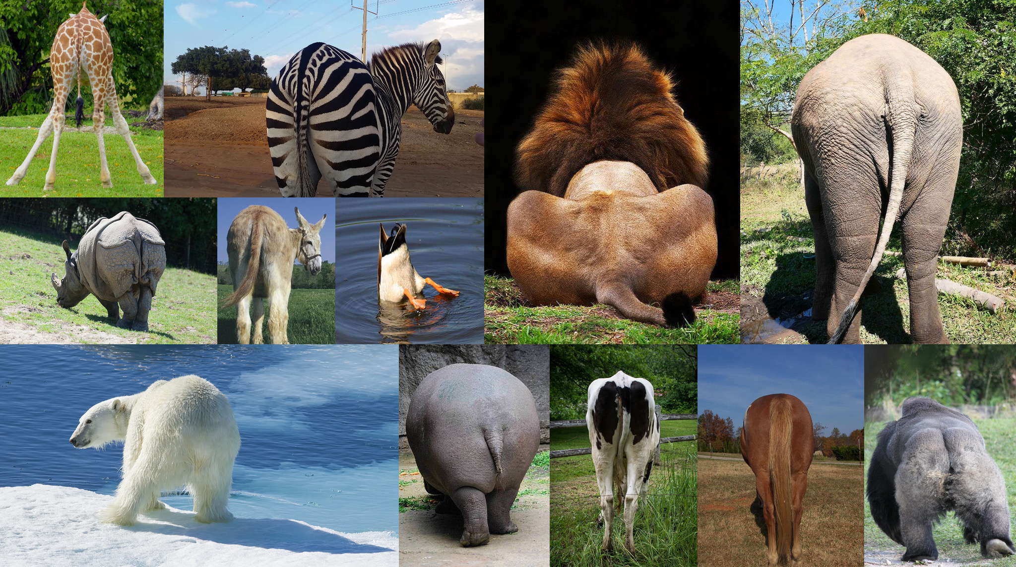 Top Animal Butts by DarkMoonAnimation on DeviantArt Top Animal Butts by DarkMoonAnimation on DeviantArt