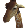 Bridget The Giraffe