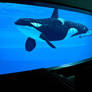 Orca Tank at the Aquarium