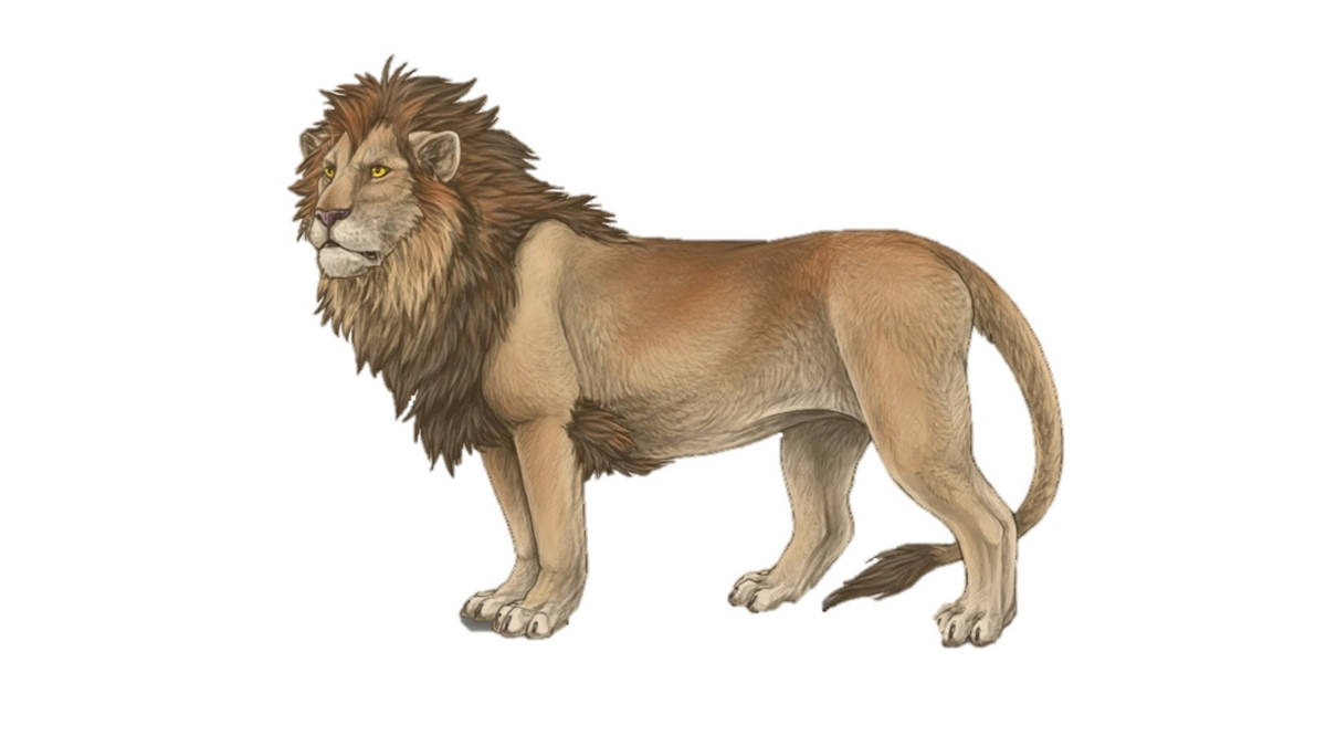 Полные лев. Лев в полный рост. Туловище Льва. Лев в профиль в полный рост. Тело Льва.