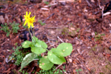 Arnica