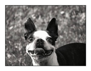 How A Boston Terrier Laughs