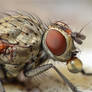 Muscid fly - Coenosia attenuat