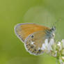 Coenonympha glycerion