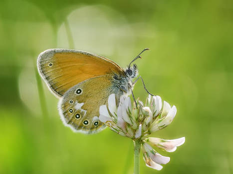 Coenonympha glycerion 2