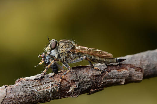 Robber fly and Peribaea sp. Tachinidae