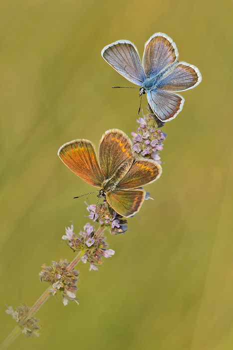 Two Butterflies