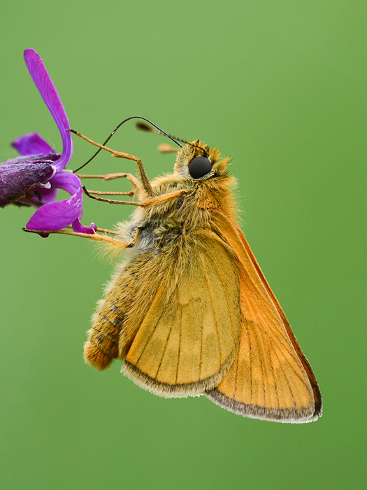 Skipper butterfly