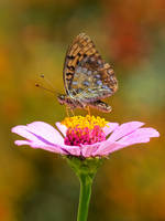 Butterfly (Fritillary)