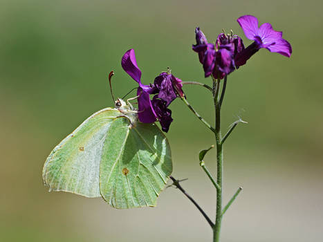 Green brimstone butterfly