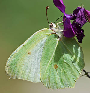 Green brimstone butterfly (crop version)