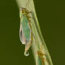 Green Leafhoppers - Cicadella viridis