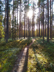 Through the forest