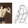 understanding anatomy (torso study 2)