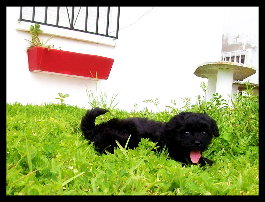 Garden, Dog and Red