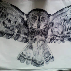 pen owl