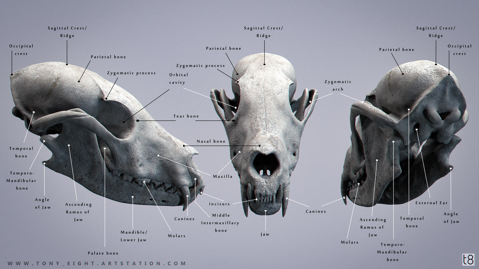 Fox Rib Bone Fox Skeleton Diagram