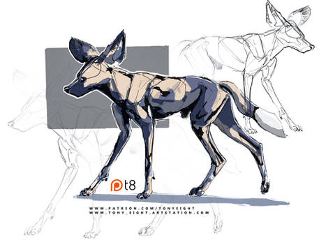 Patreon - African Wild Dog sketch 09