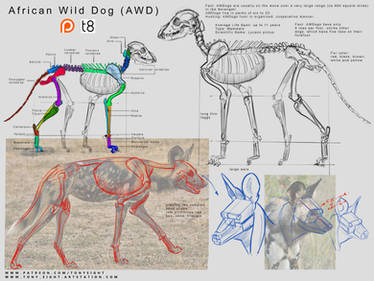 Patreon - African Wild Dog Anatomy 11