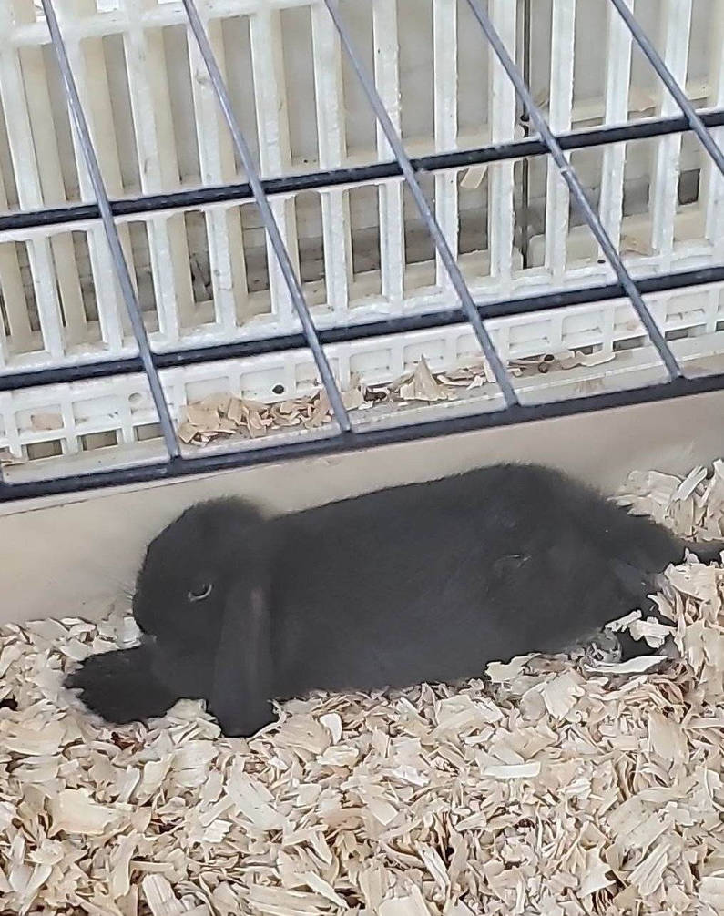 Cute Rabbit I saw by Lexi-Mouse on DeviantArt