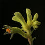 Kangaroo Paw