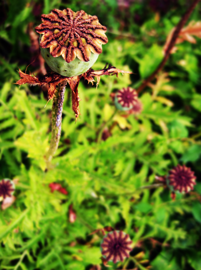 Poppies