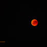 bloodmoon