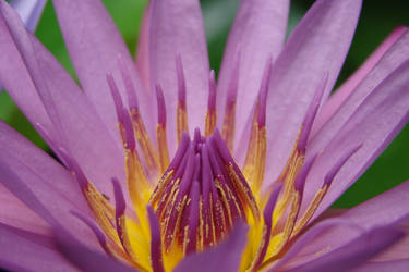 Water Lily