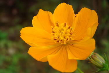 Yellow flower