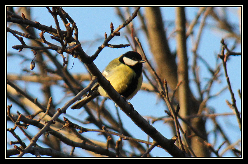 Parus major  - Pitigoi