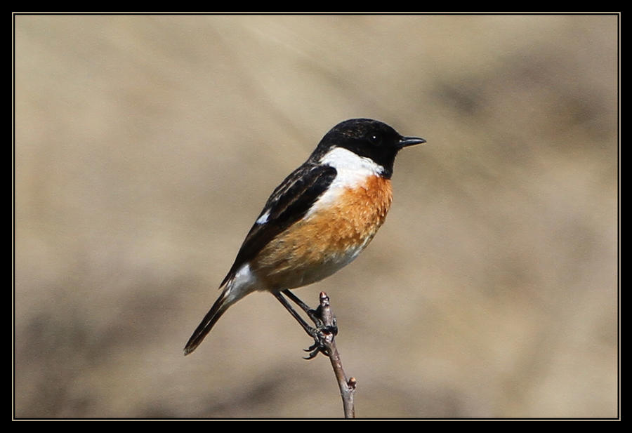 Stonechat