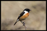 Stonechat by RichardConstantinoff