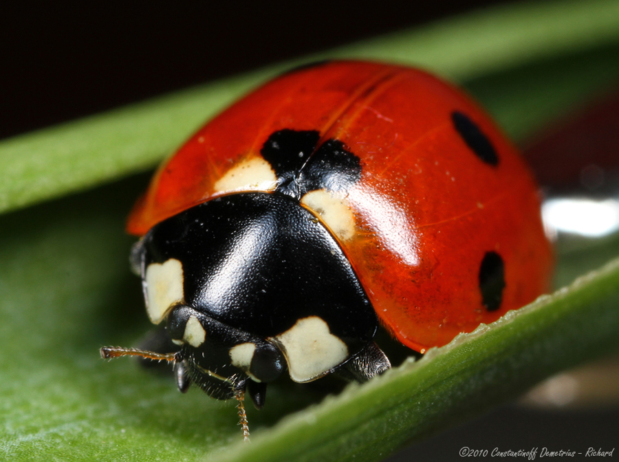 Ladybird 2