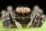 Jumping Spider by RichardConstantinoff