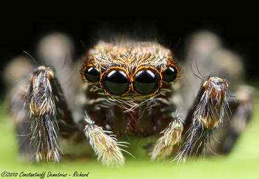 Jumping Spider