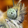 Pieris brassicae