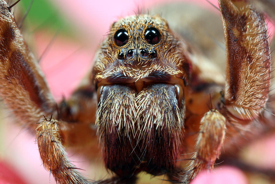 Wolf spider 2 by RichardConstantinoff