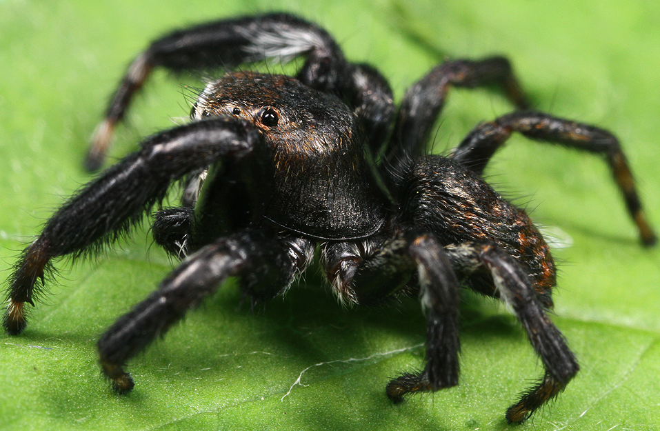 Jumping Spider 4