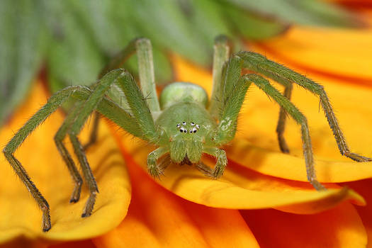 Micrommata virescens _