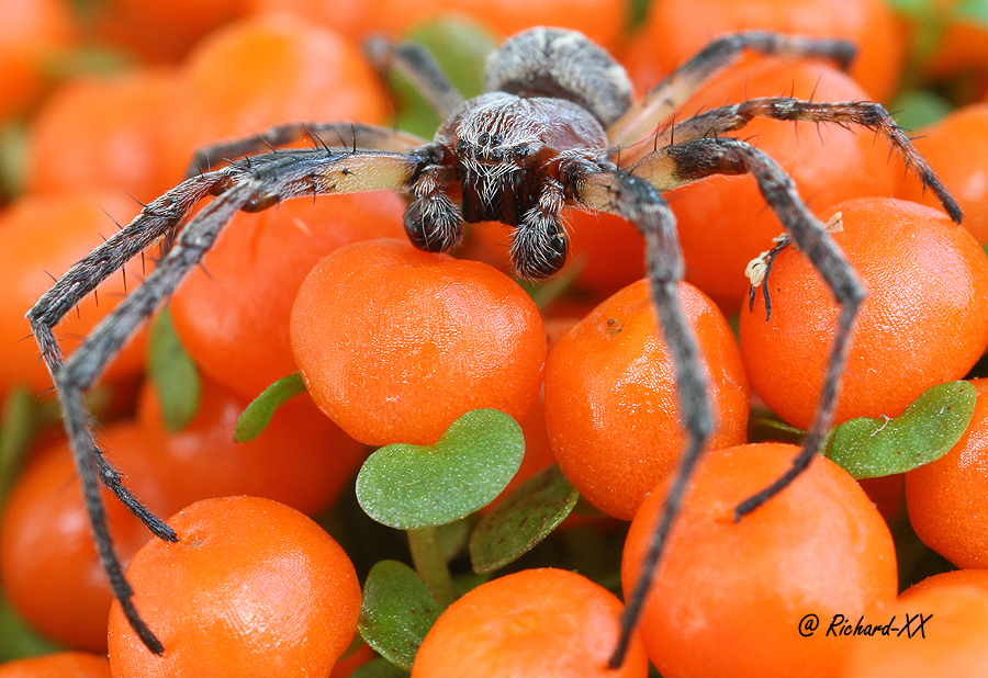 Boxing Spider_