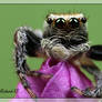 Jumping Spider 6