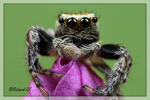 Jumping Spider 6