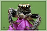 Jumping Spider 6 by RichardConstantinoff