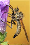 Robber Fly by RichardConstantinoff