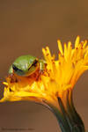 Nature's finest - Hyla arborea by RichardConstantinoff