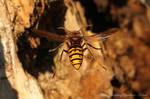 Hornet - Vespa crabro by RichardConstantinoff