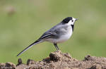 Motacilla alba by RichardConstantinoff