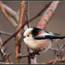 Long Tailed Tit