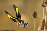 Carduelis carduelis by RichardConstantinoff