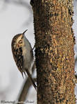 Common Treecreeper by RichardConstantinoff